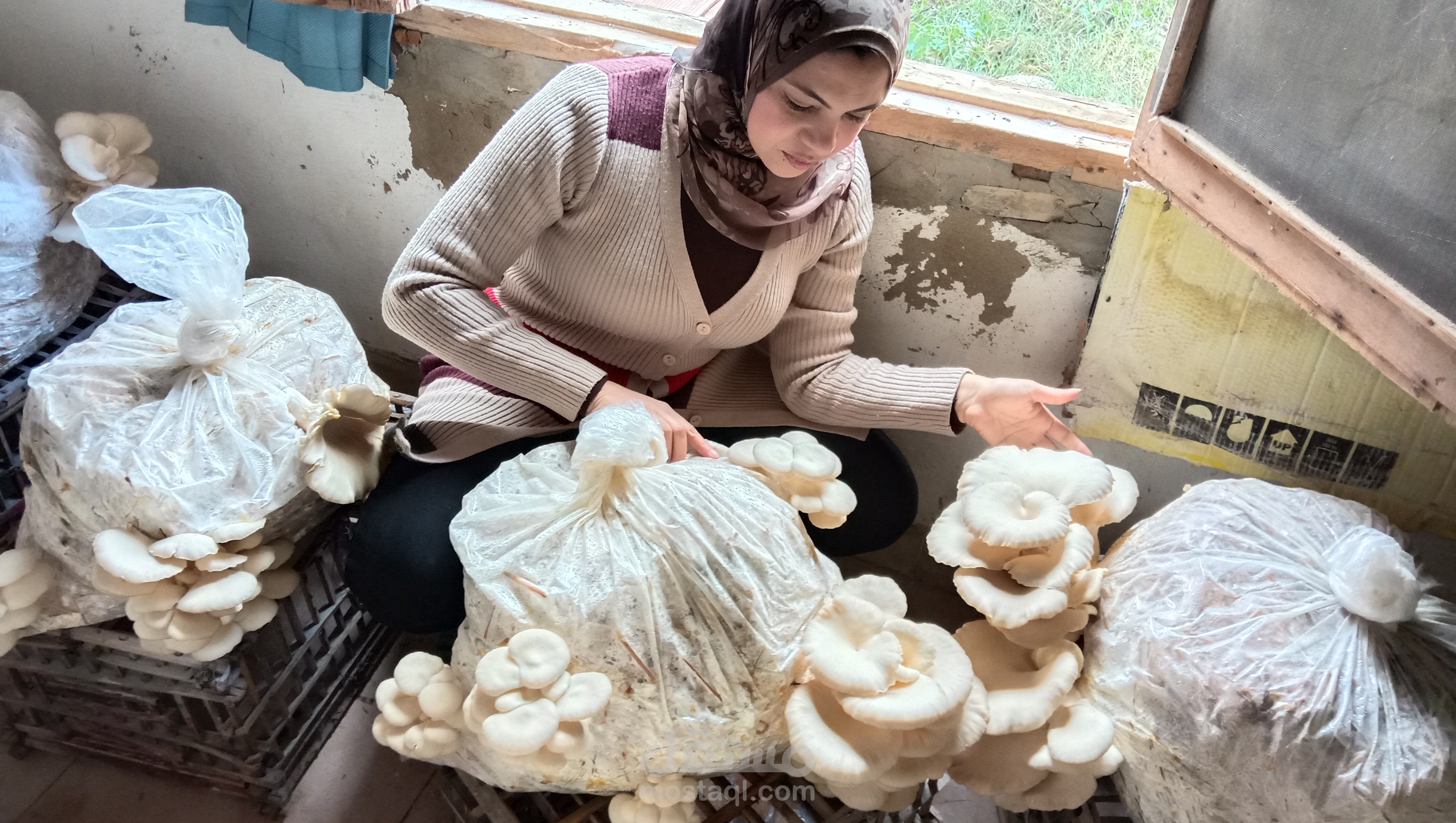 إنشاء مزرعة مستدامة انتاج مشروم محارى وزراعات خضر حقلية