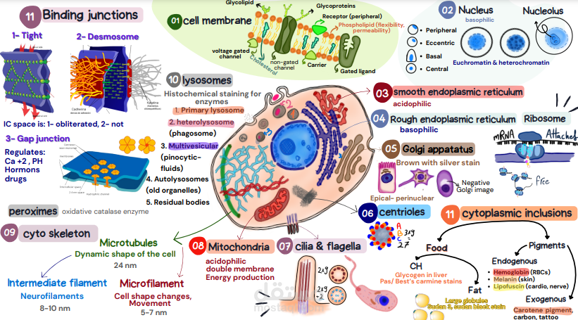تصميم خريطة ذهنية ملخصه لعلم الخلية cytology