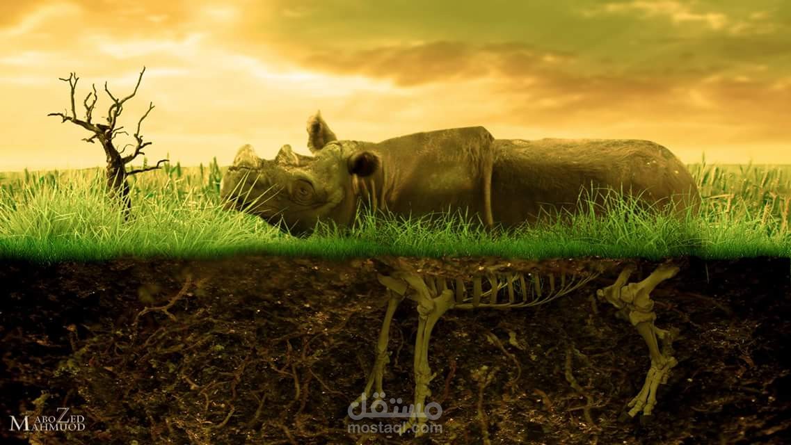 Extinction of rhinoceros (انقراض وحيد القرن )