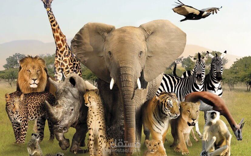 Wild Animals