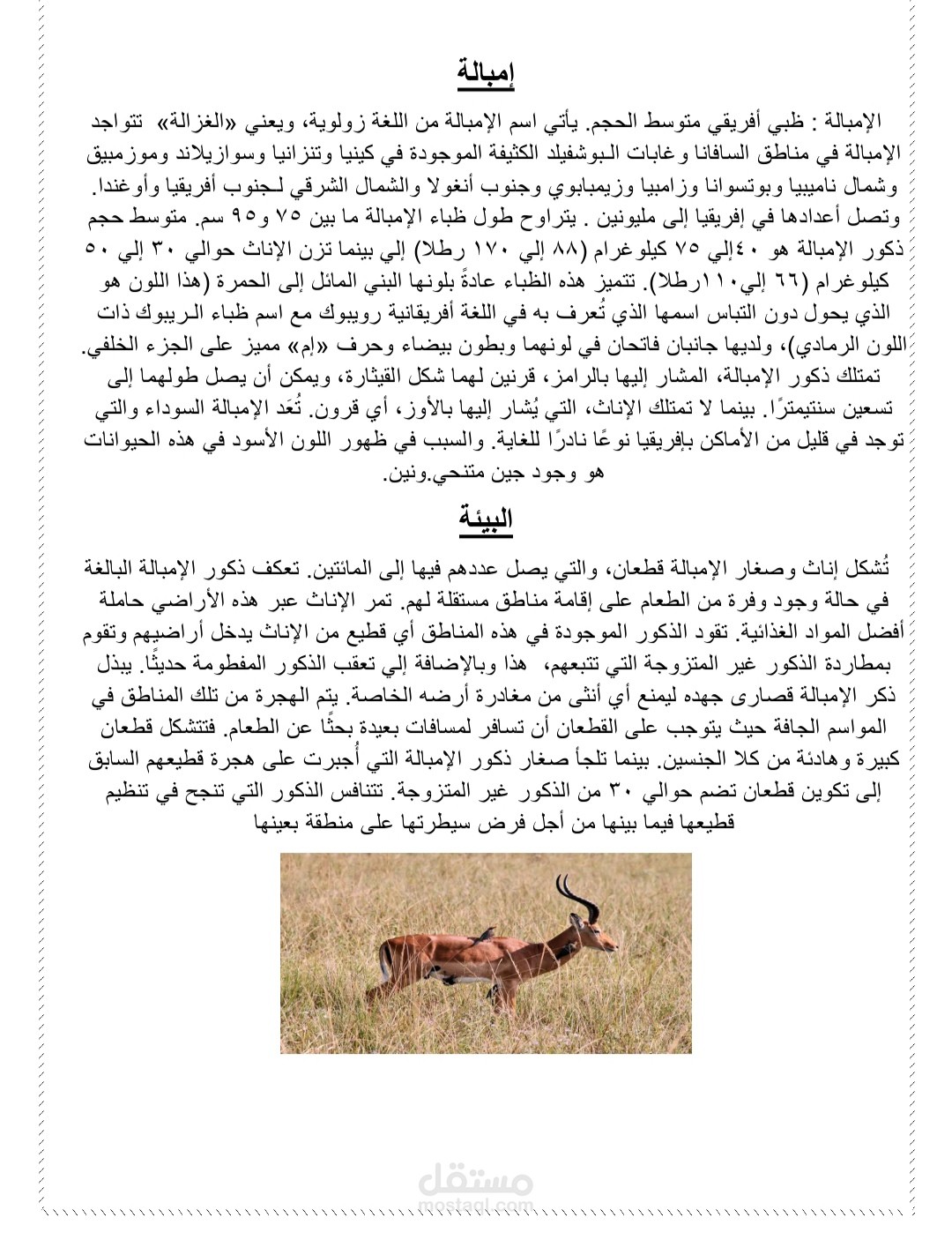 معلومات عن ظبي الإمبالة
