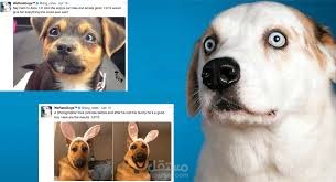 Wrangling and Analyzing WeRateDogs Twitter Account Data