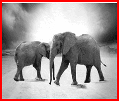 Animal Classification Using Convolutional Neural Networks