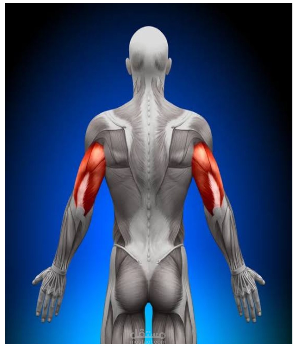 Anatomy (triceps brachii muscle )