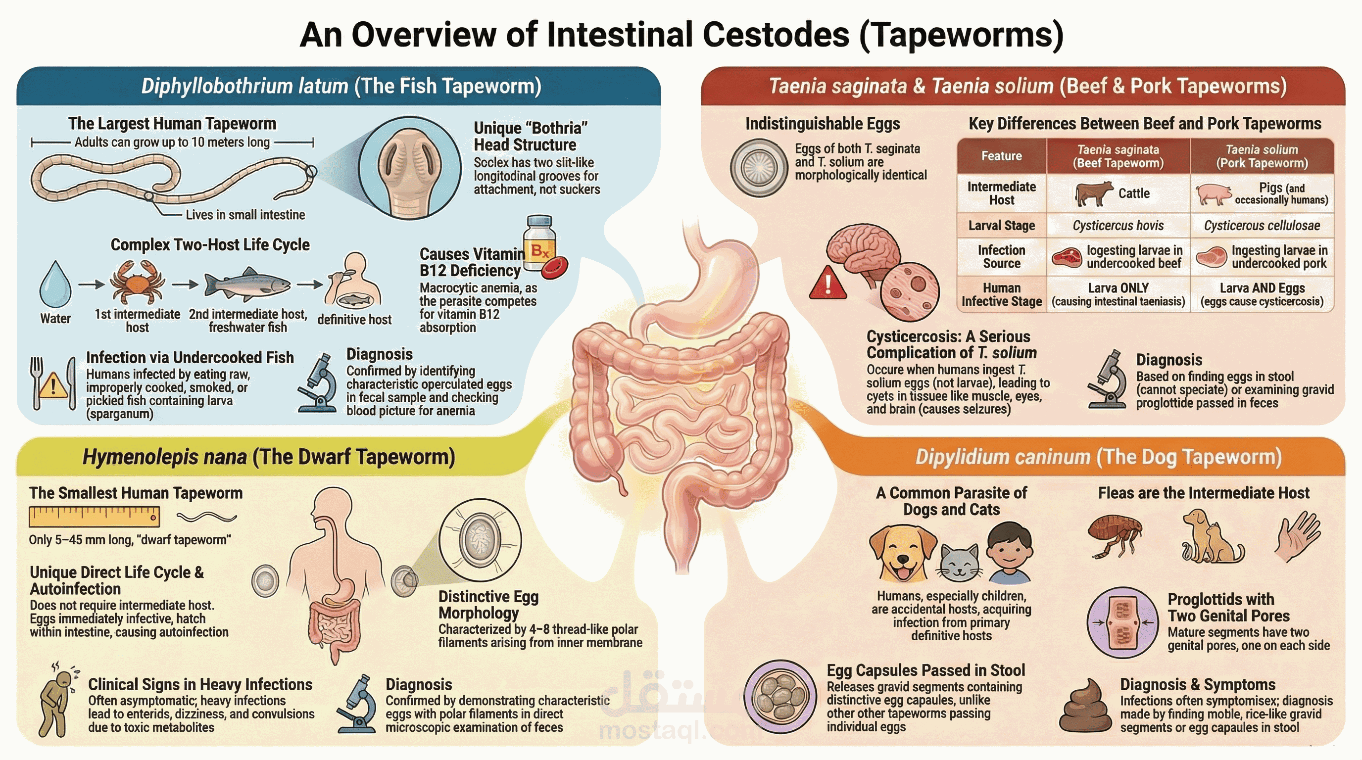 ِAn overview of intestinal cestodes