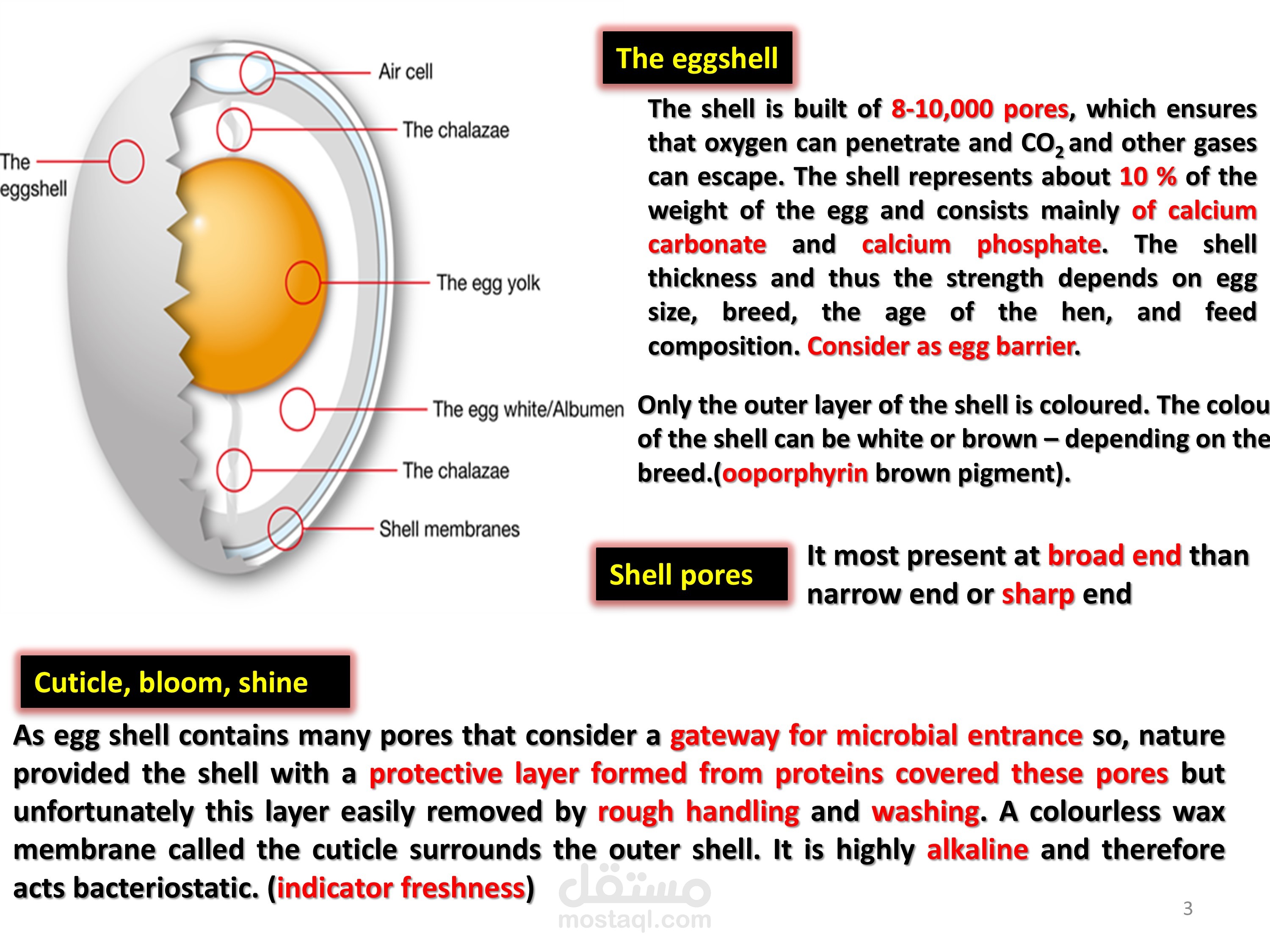 educational PowerPoint for egg science hygiene
