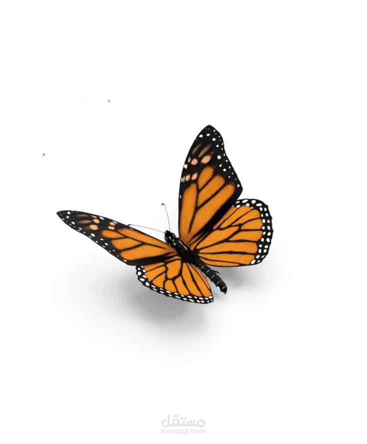 تأثير الفراشة(موشن كرافك)