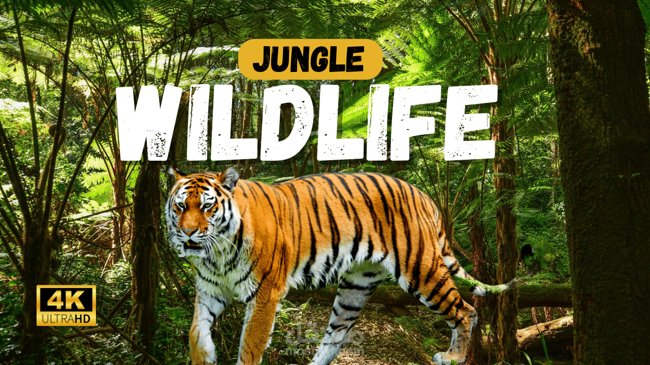 Jungle Wildlife