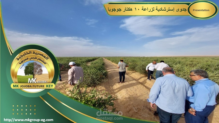 برزنتيشن عن جدوى إسترشادية لزراعة نبات الجوجوبا موجه إلى دول خارجية