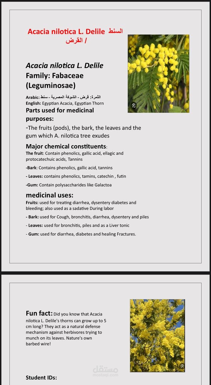 this is a word file about a medicinal plant