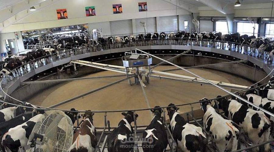 دراسة جدوى مزرعة ابقار حلوب