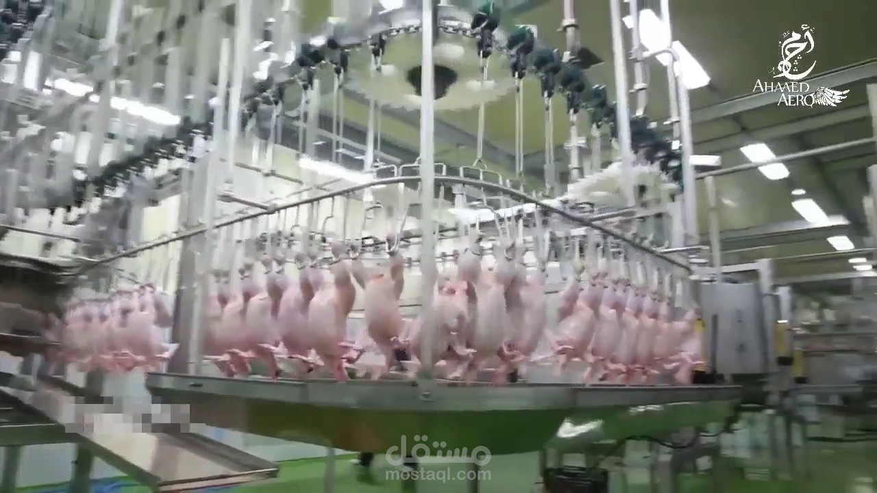 دراسة جدوى مجزر دواجن نصف الي