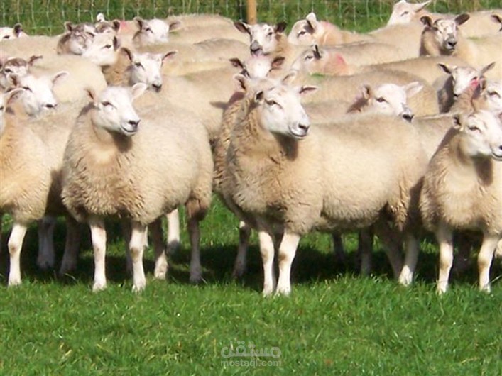 دراسة جدوى استيراد المواشي واللحوم