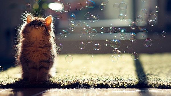 القطة والشمس &The Cat and the Sun
