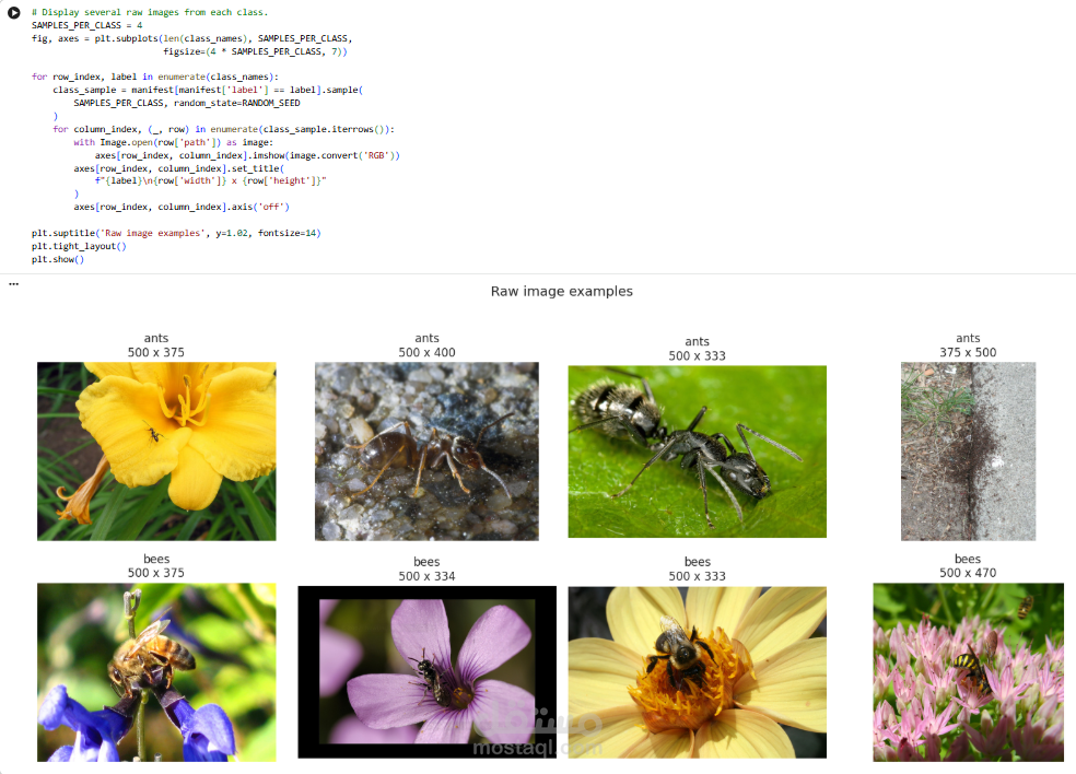 بناء نظام ذكاء اصطناعي لتحليل وتصنيف الصور باستخدام PyTorch و ResNet (رؤية حاسوبية)