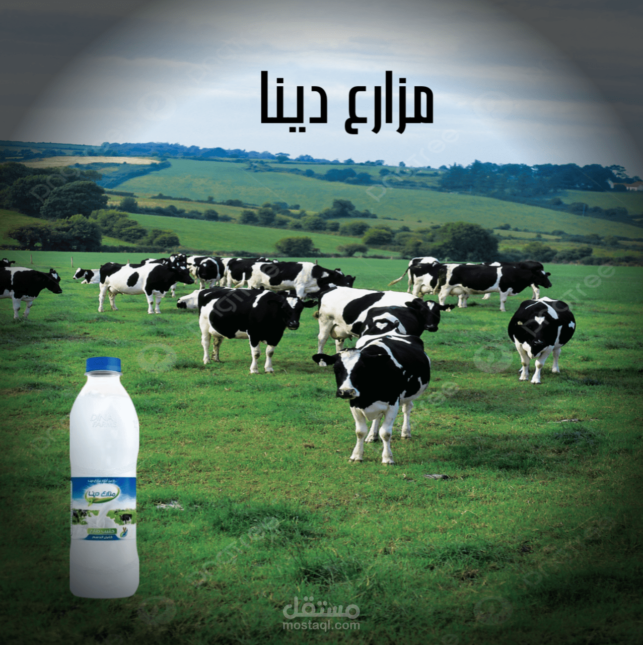 صوره لشركه مزارع دينا