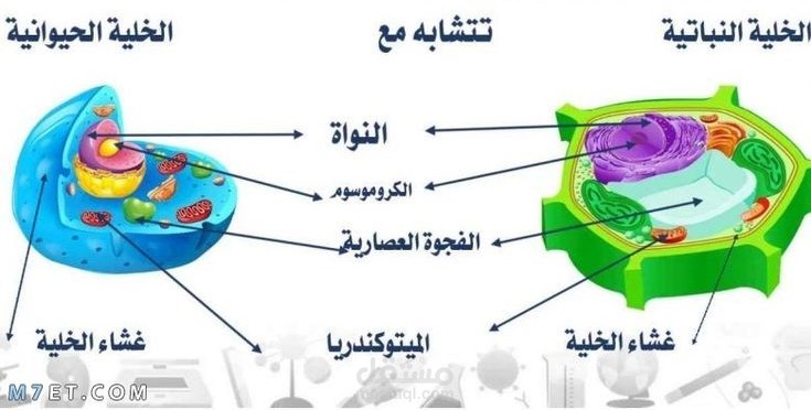 شرح نبذه عن درس الخلية للصف السادس الابتدائي بواسطة الورد