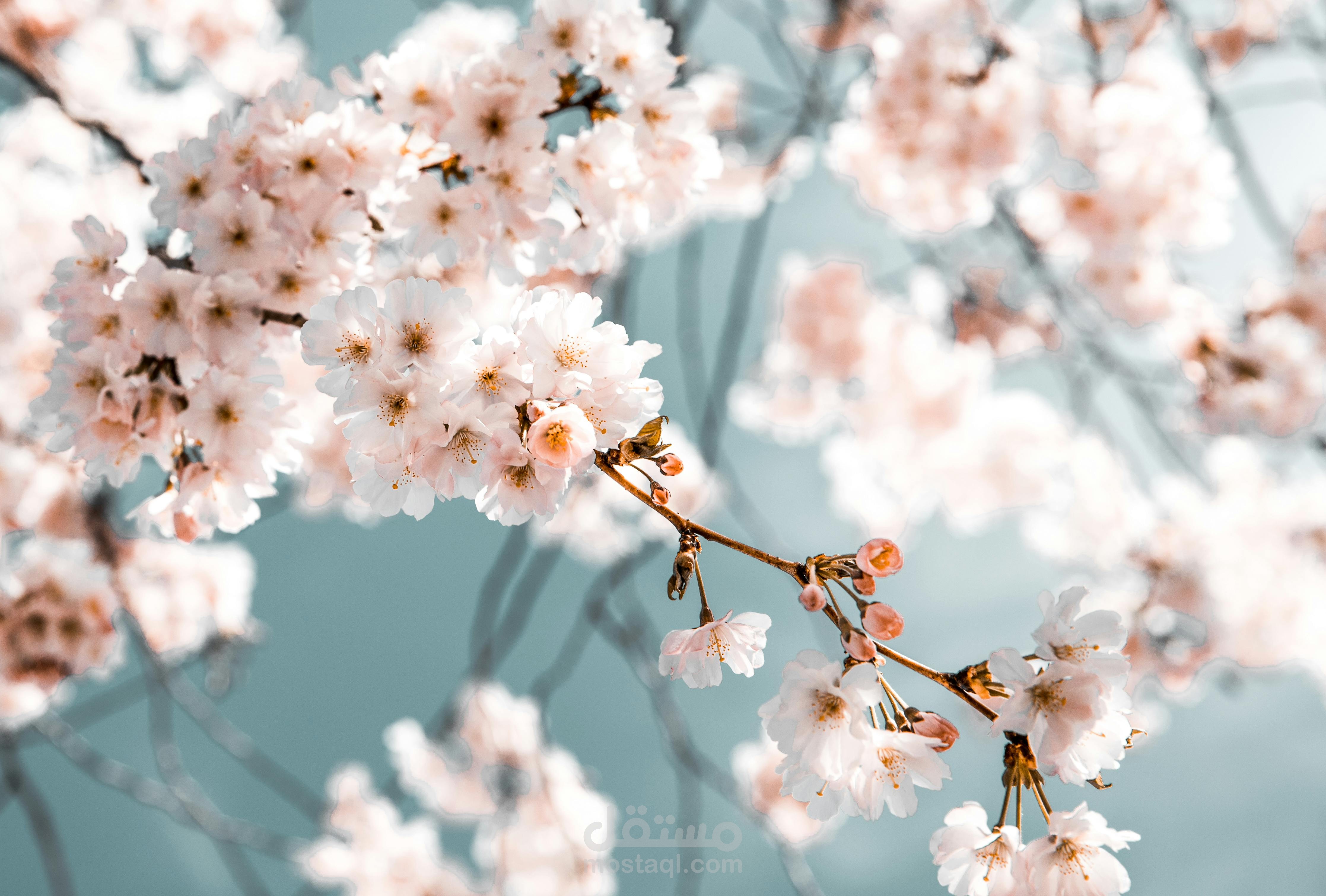 تصميم مواقع ويب