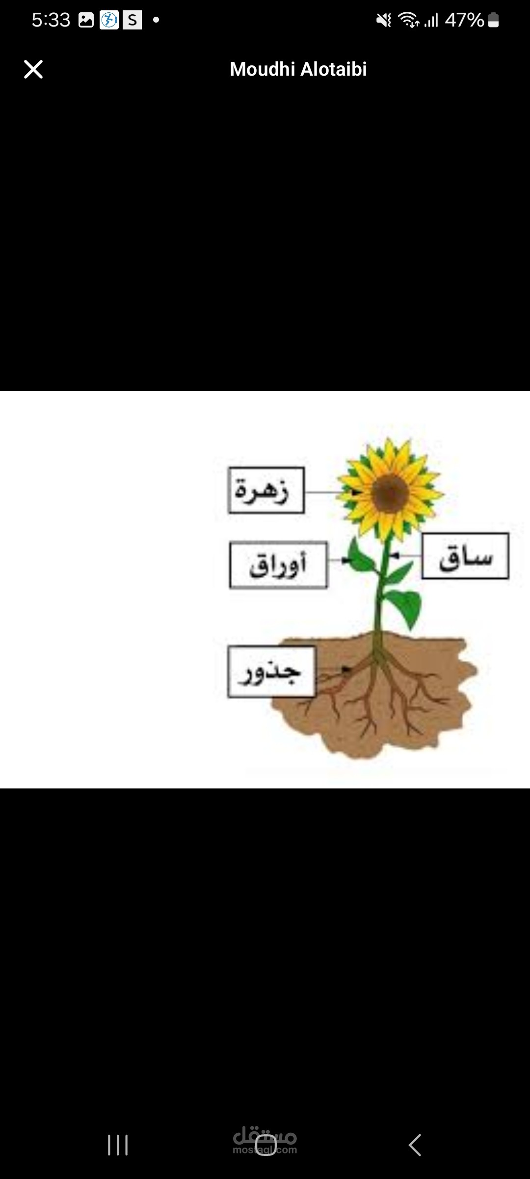 اجزاء النباتات ووظائفها.