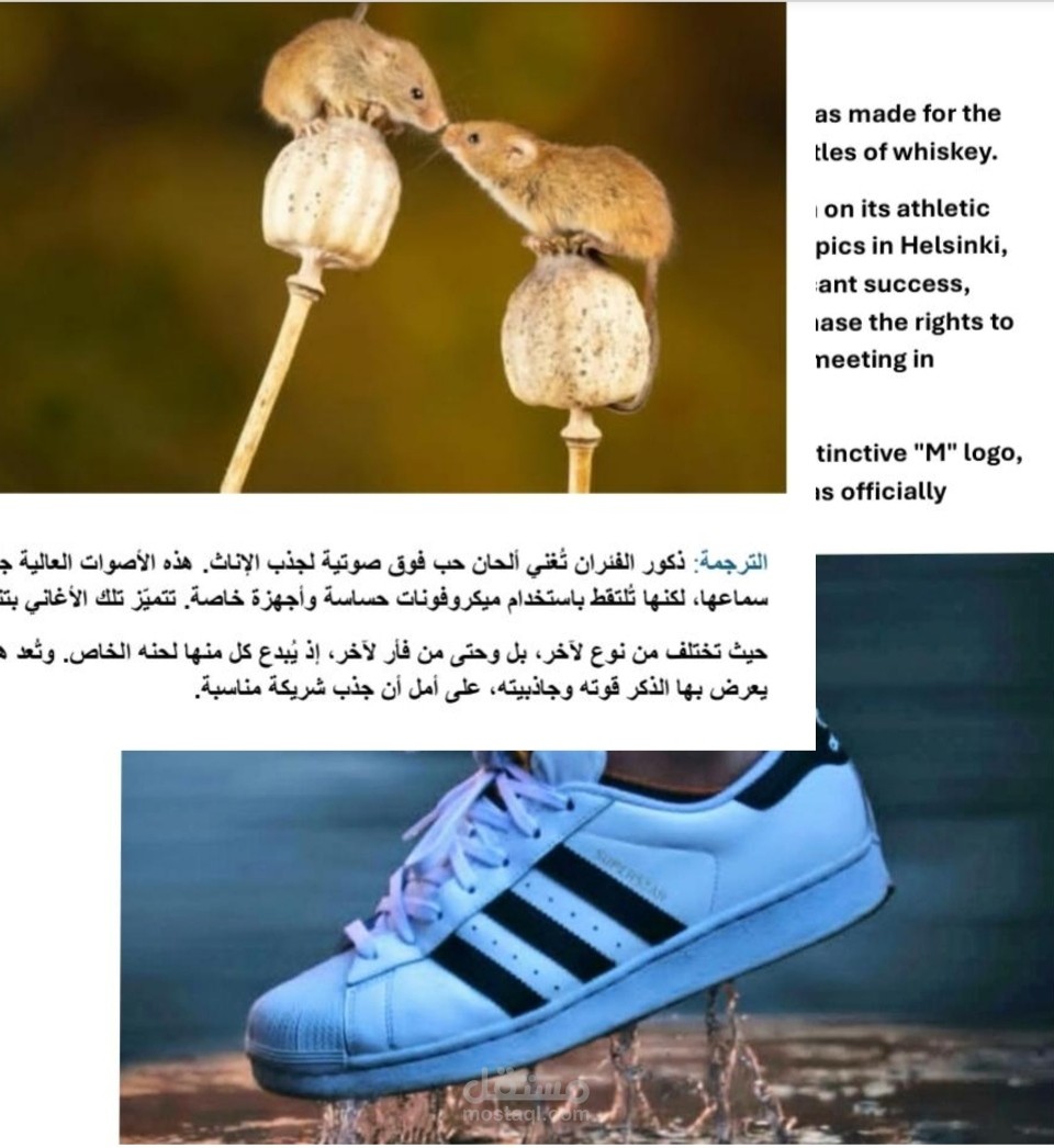 Professional Arabic Translation Samples | Marketing, E-commerce & Informative Content