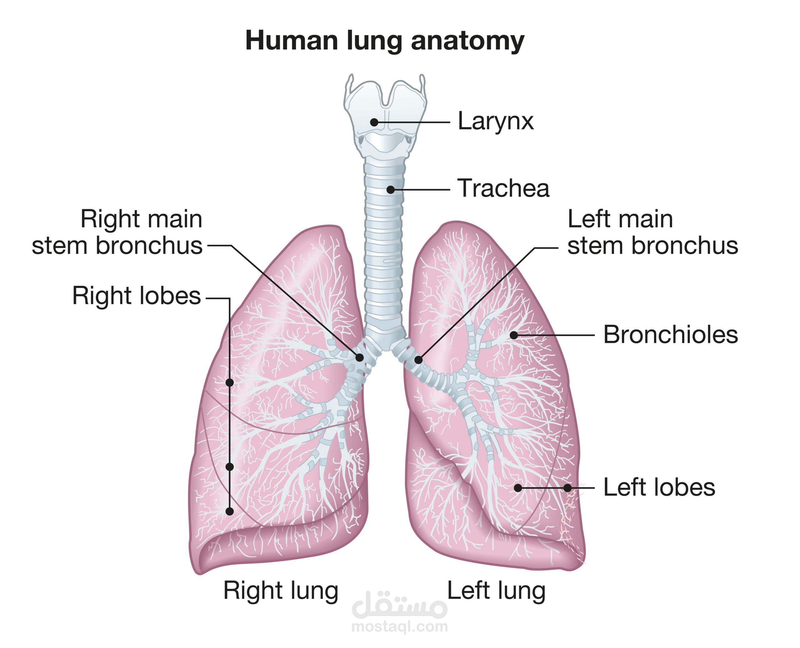 Anatomy of Lung