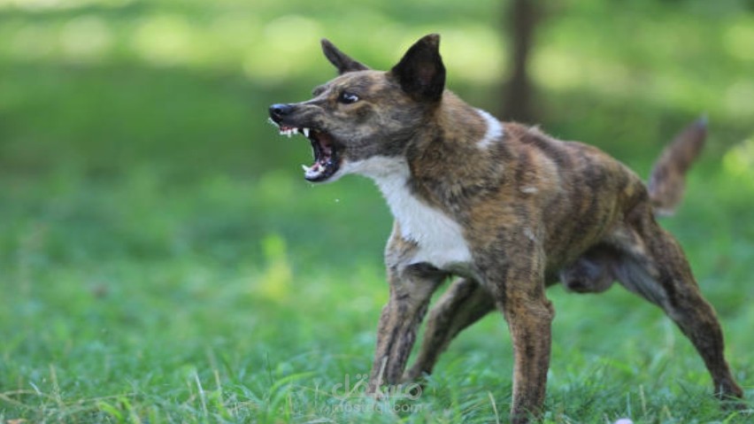 السعار – مرض مميت يمكن الوقاية منه