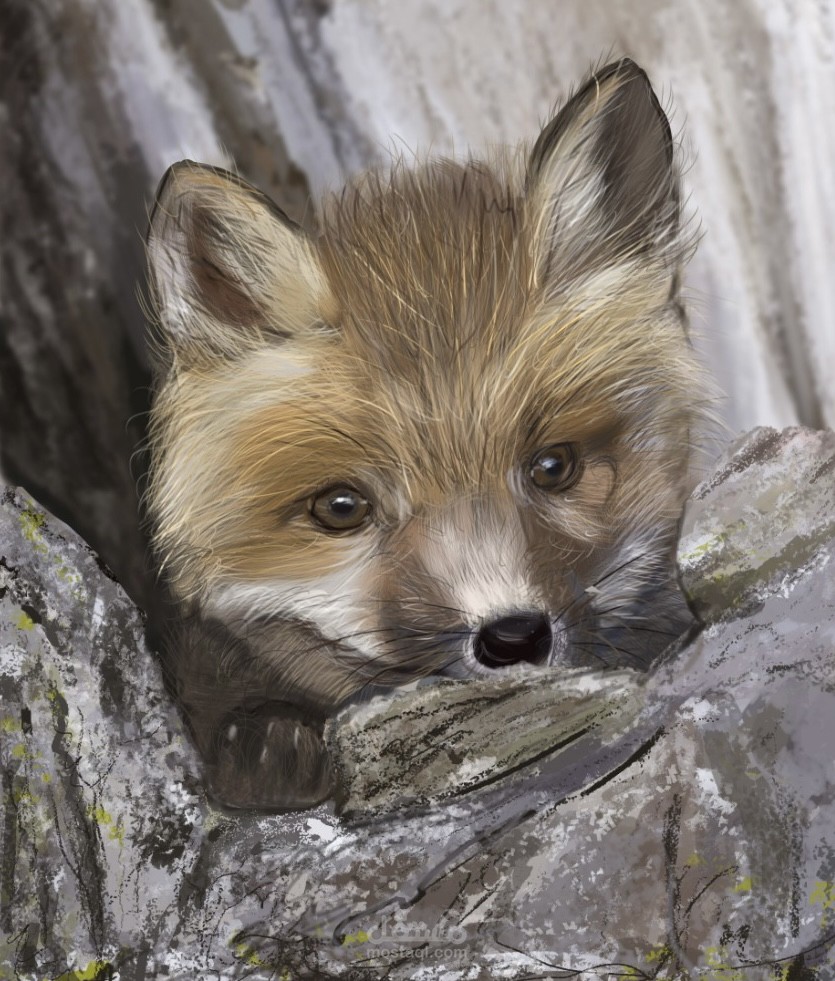 ثعلب صغير -رسم رقمى -