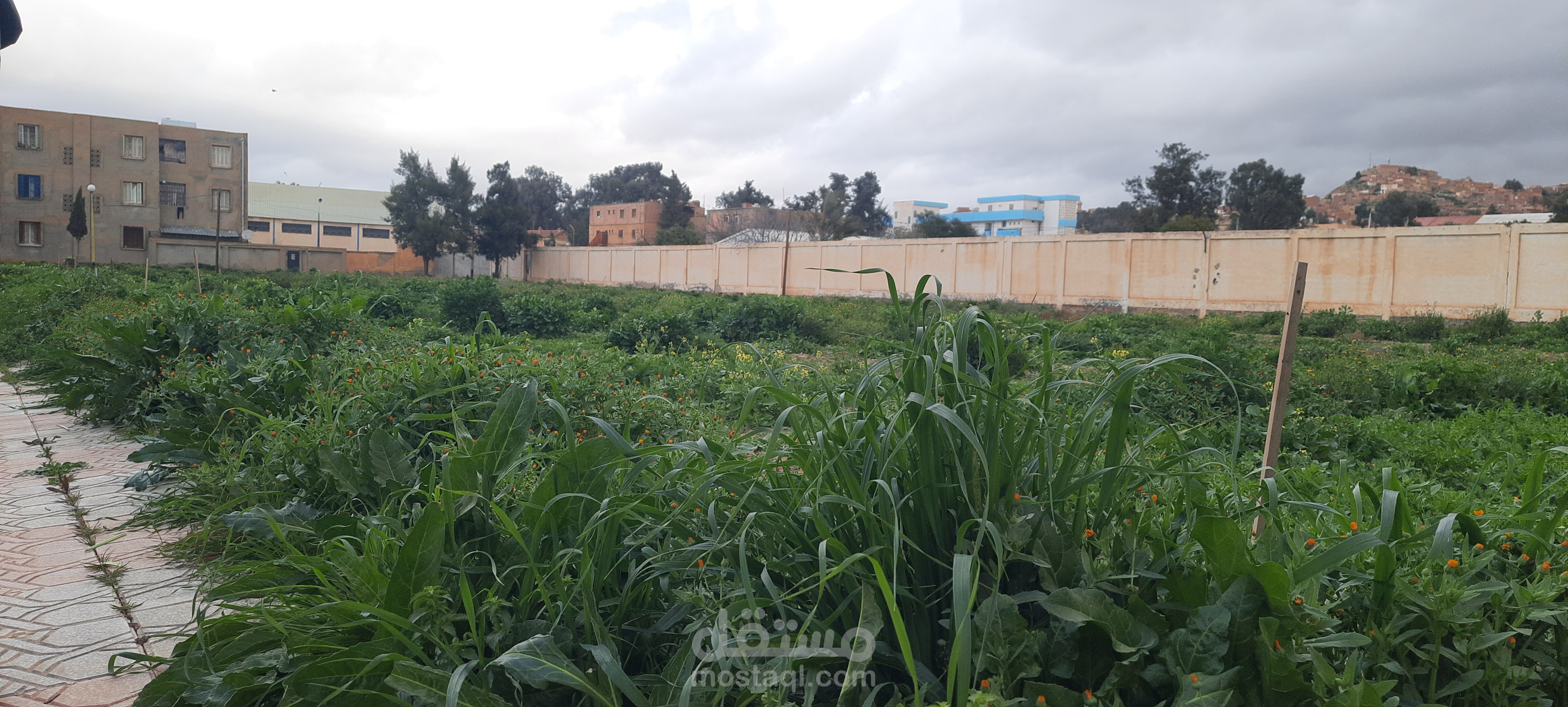 خبير في الاعشاب و العطور و طريقة استخلاص الزيوت