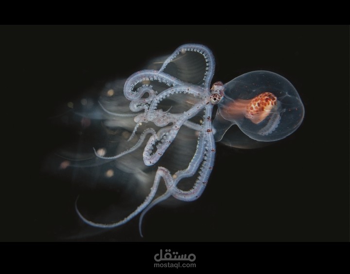 سكريبت فيديو قصير – ذكاء الأخطبوط