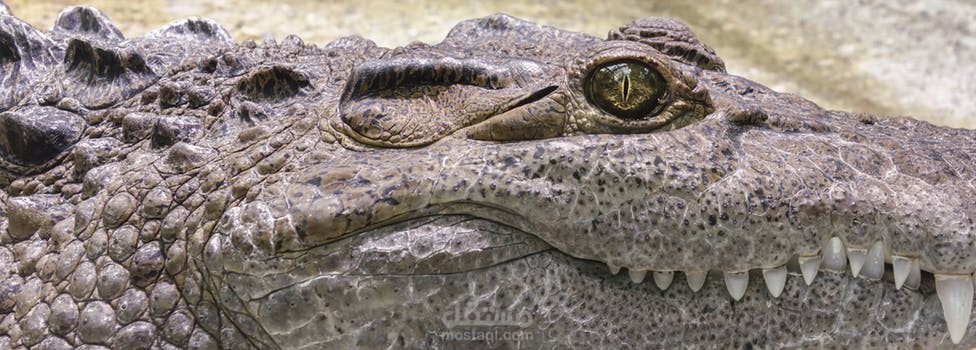 مقال بعنوان (أغرب المعلومات عن التمساح)