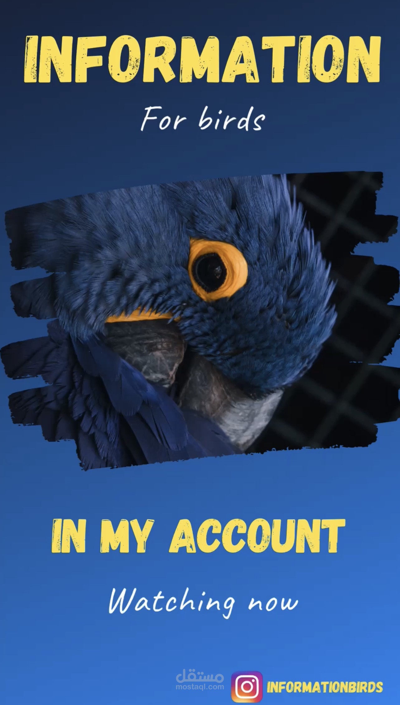 تصميم دعايه لي reels Instagram لحساب متخصص بالطيور