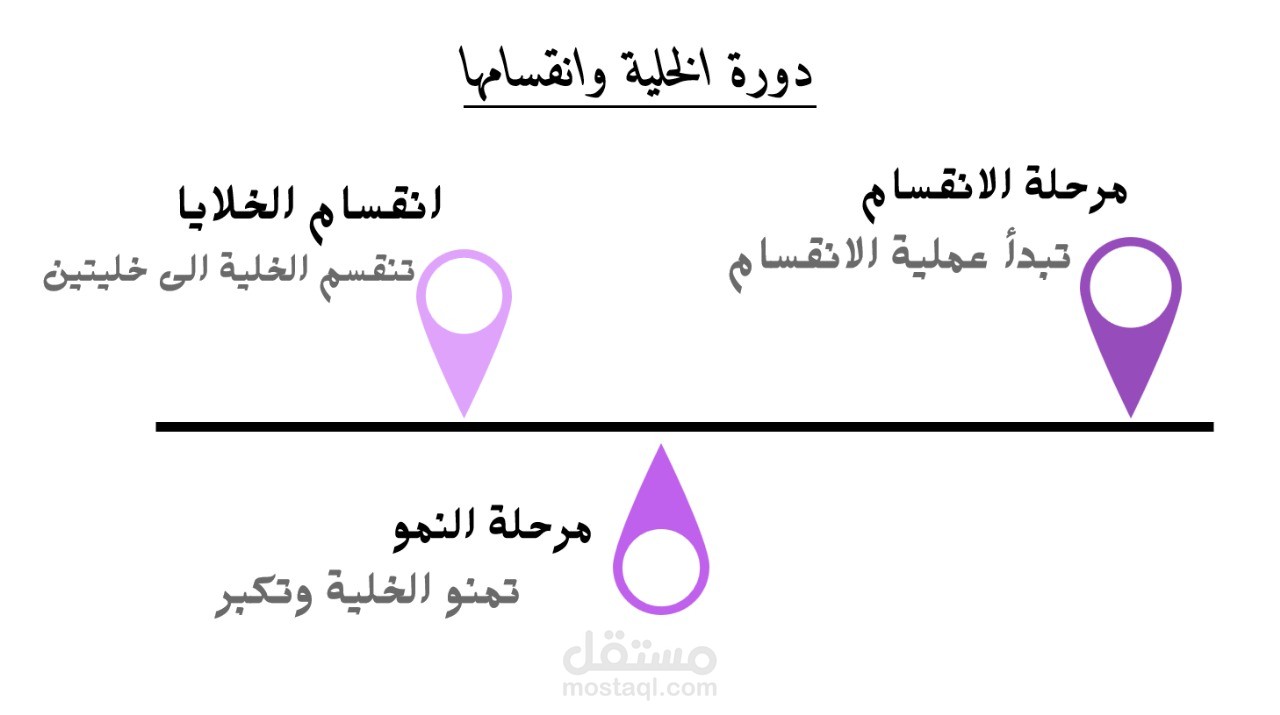 دورة الخلية وانقسامها: الانقسام المتساوي والمنصف في الكائنات الحية