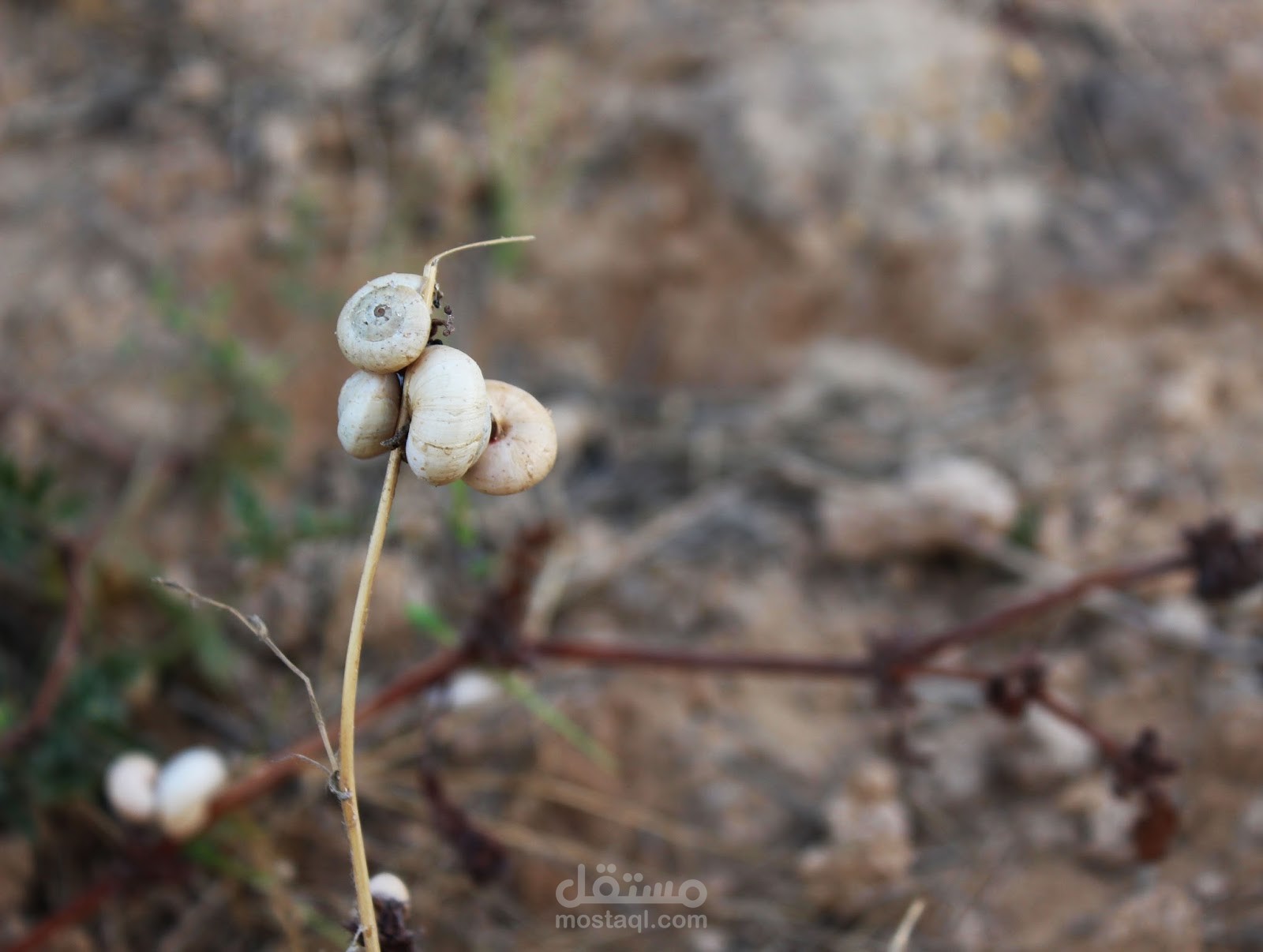 تصوير بجودة عالية