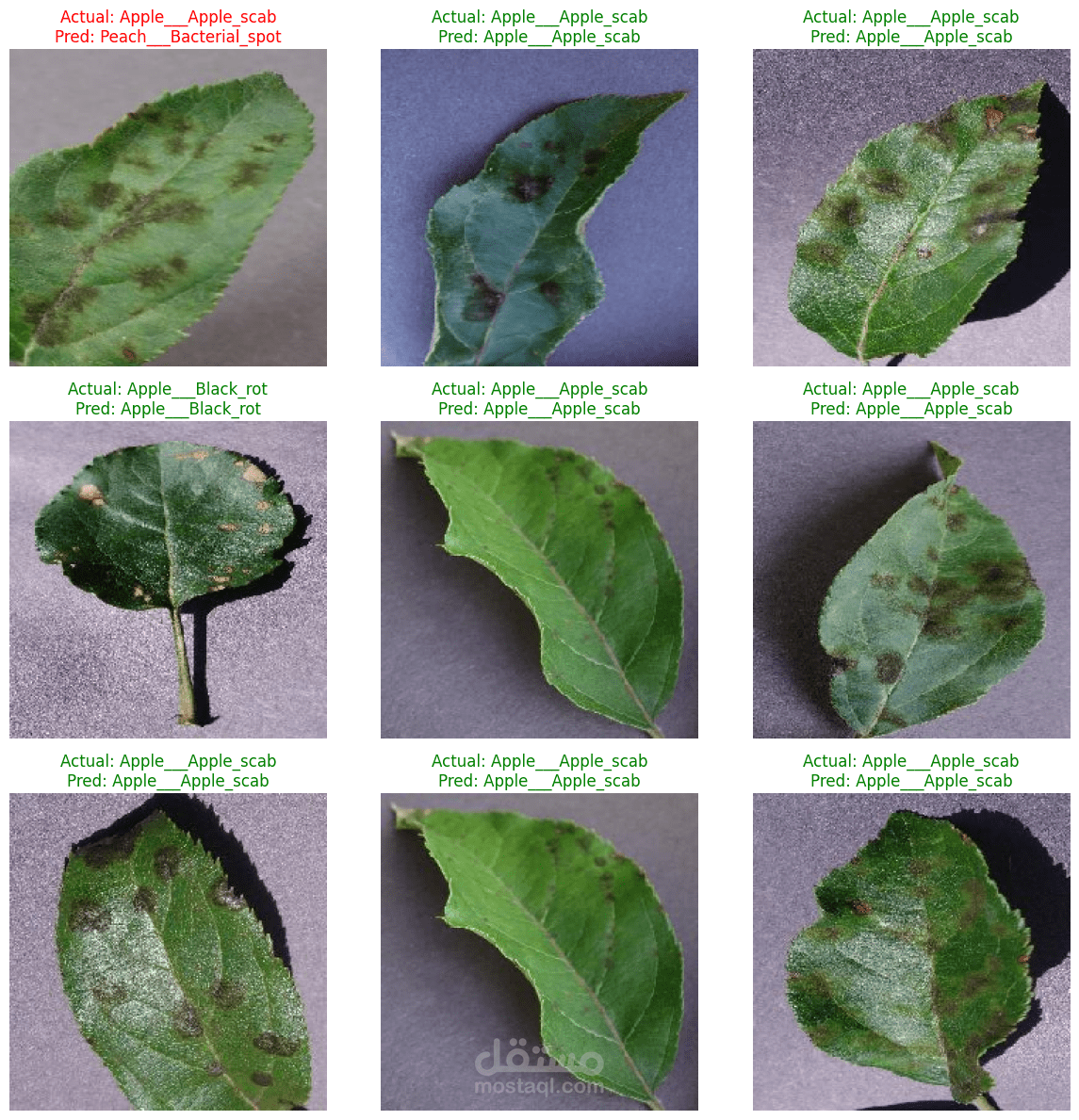 Diseased & Healthy Plant Detection in PlantVillage
