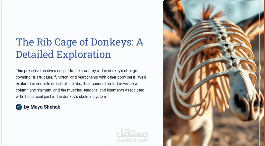 Rib cage of donkey