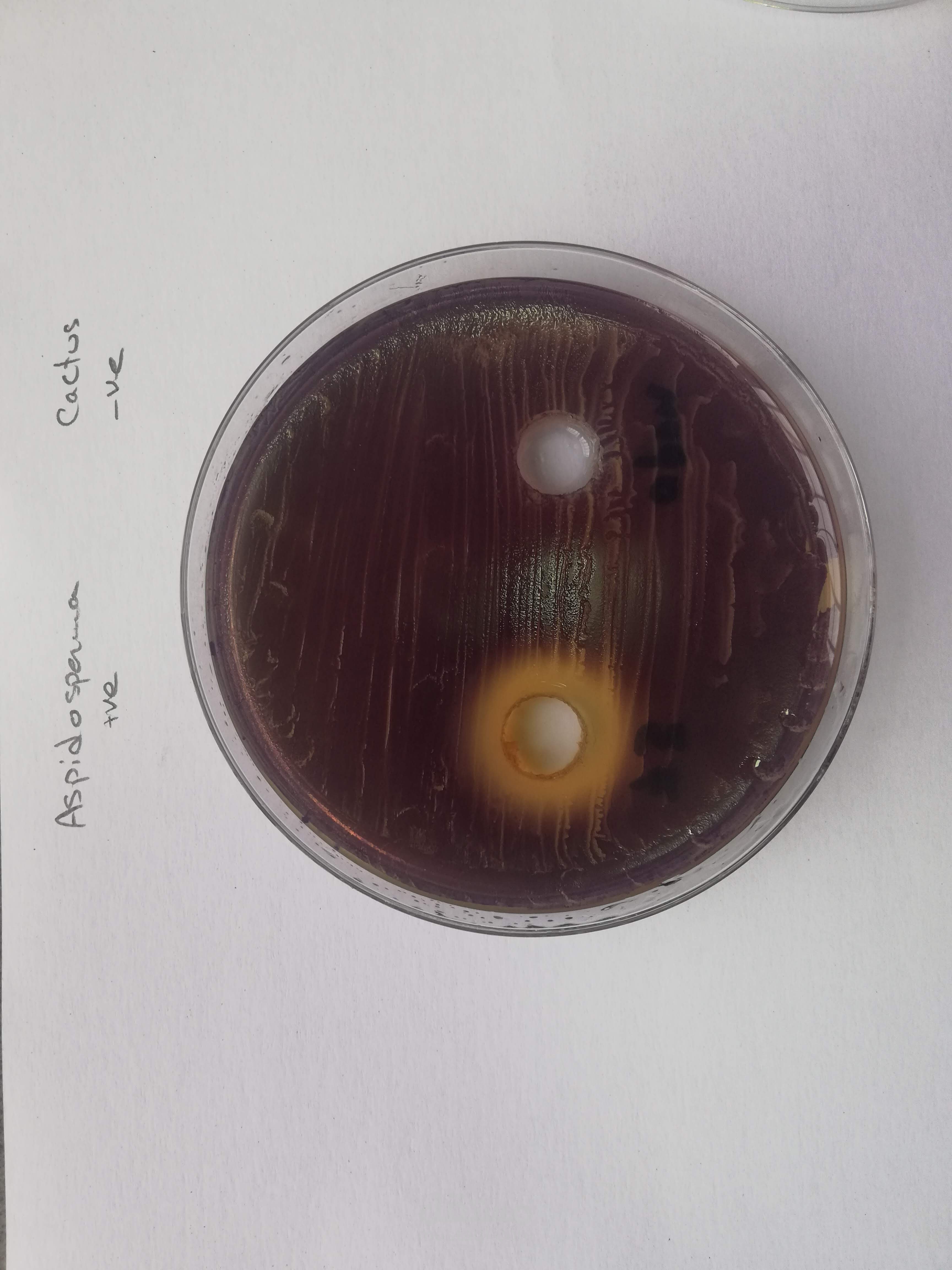 مقالي العلمي المنشور بعنوان Quorum sensing inhibitory effect of bergamot oil and aspidosperma extract against Chromobacterium violaceum and Pseudomonas aeruginosa
