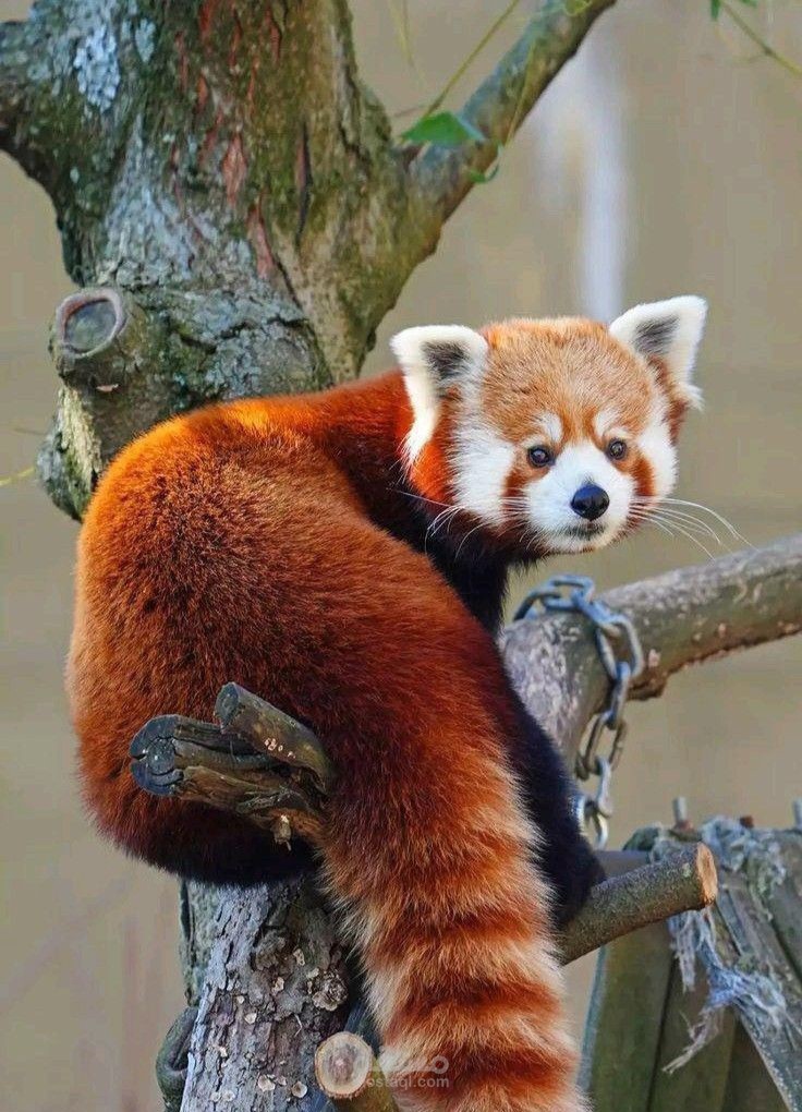 English Content Rewriting & Summarizing