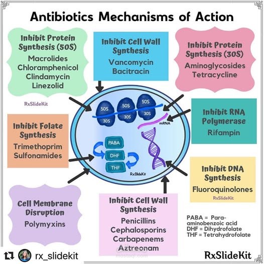 Research proposal: Investigating the Mode of Action of Antibiotics on Actinomycetoma Bacteria in Sudan.