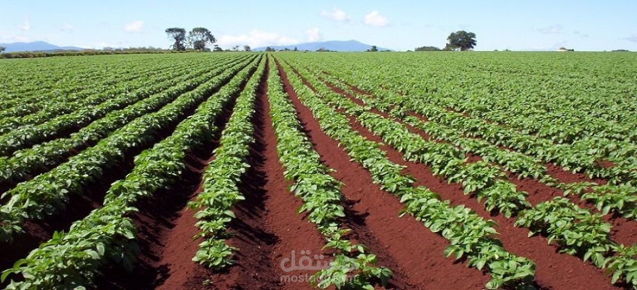 تحليل السياسة الزراعية لمحصول القمح