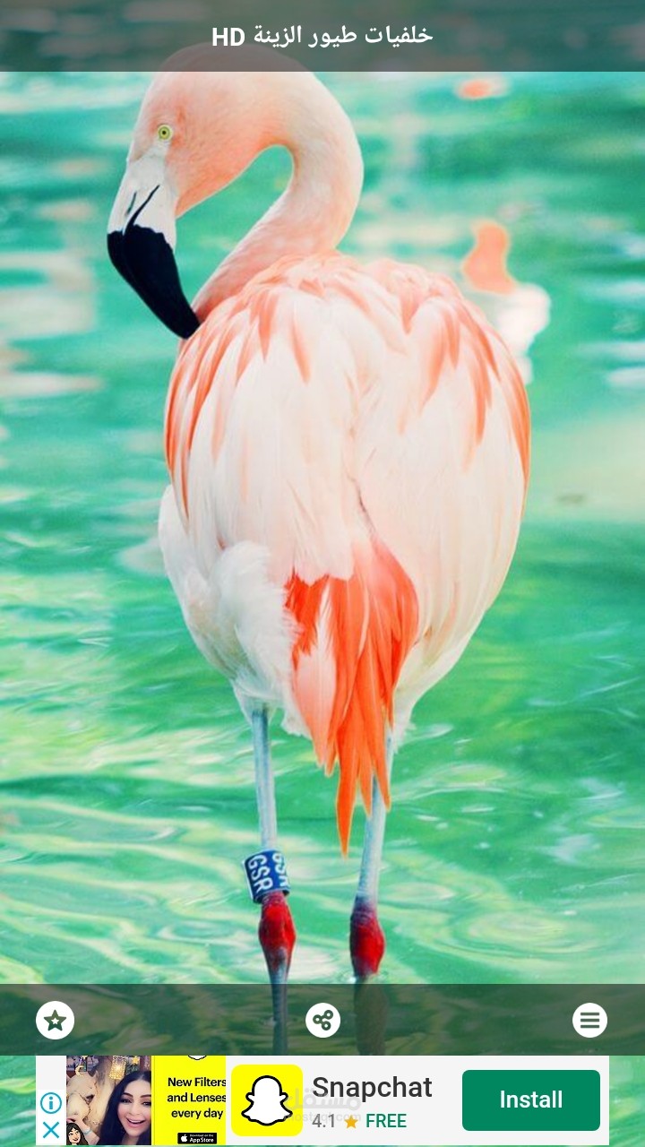 خلفيات طيور الزينة 4k