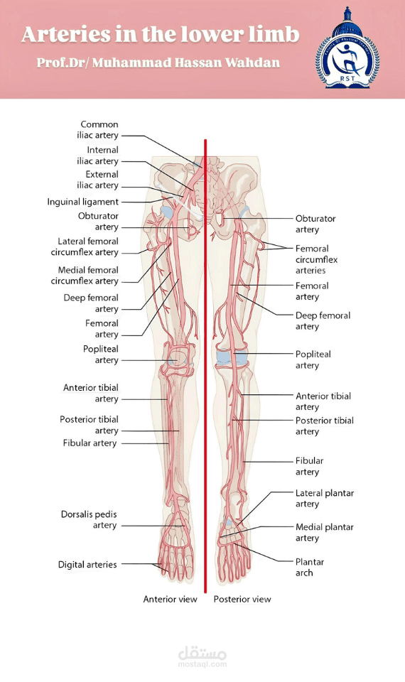 Arteries in the lower limb