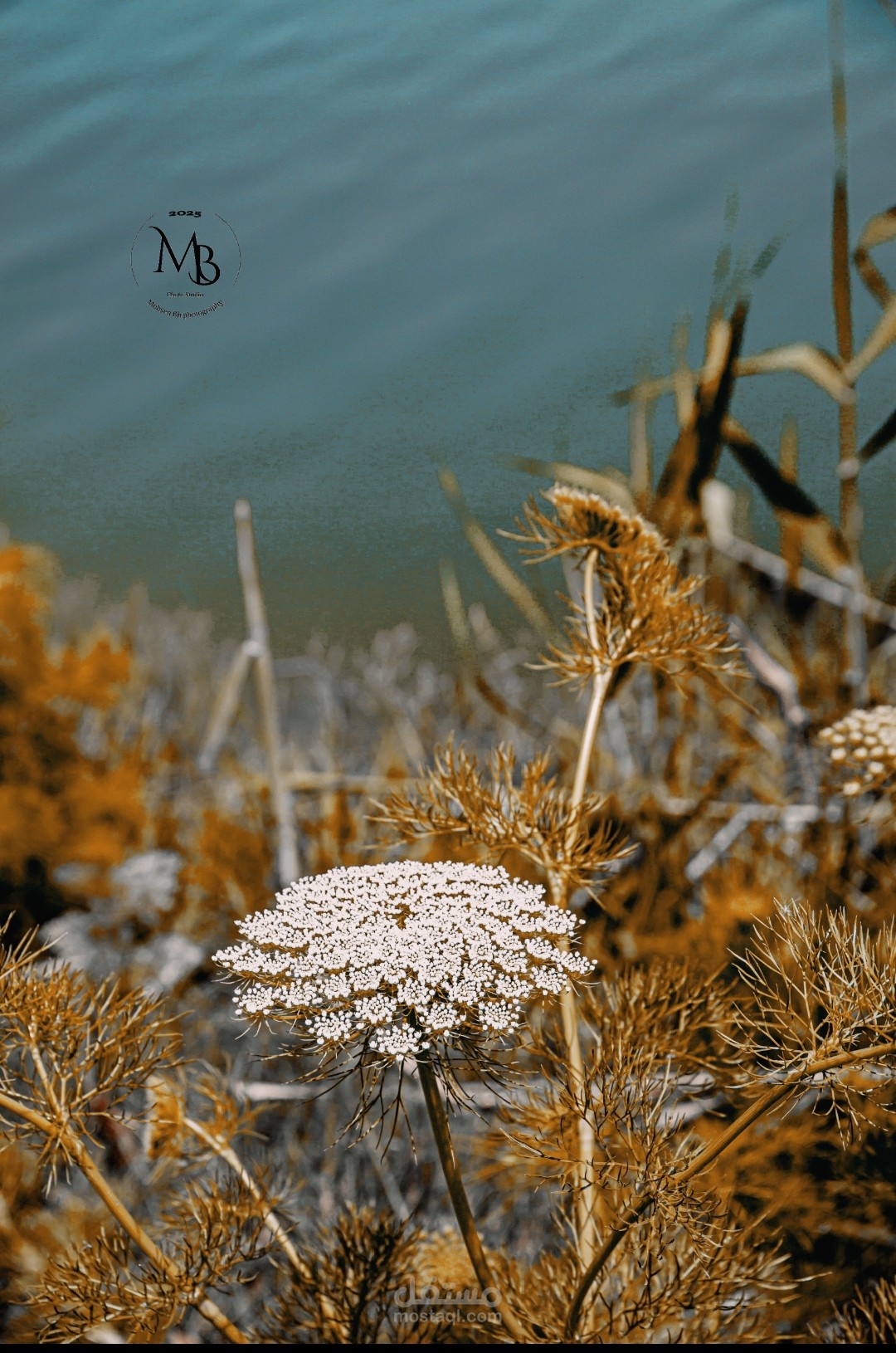 تصوير الطبيعة