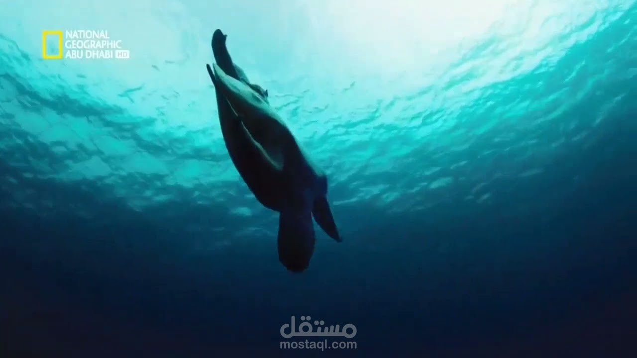 تعليق صوتي وثائقي(تريلر)