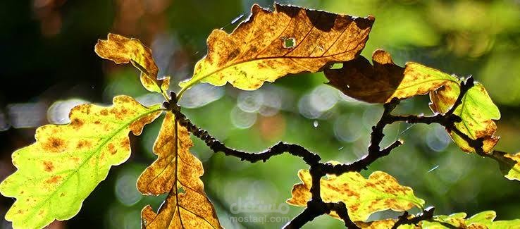 Leaf Disease Detection