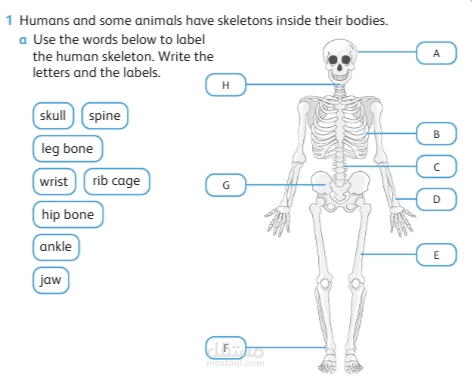 عرض تفاعلي وأنشطة: العظام والعضلات والمفاصل وطريقة عمل النماذج (Bones, Muscles & Joints)