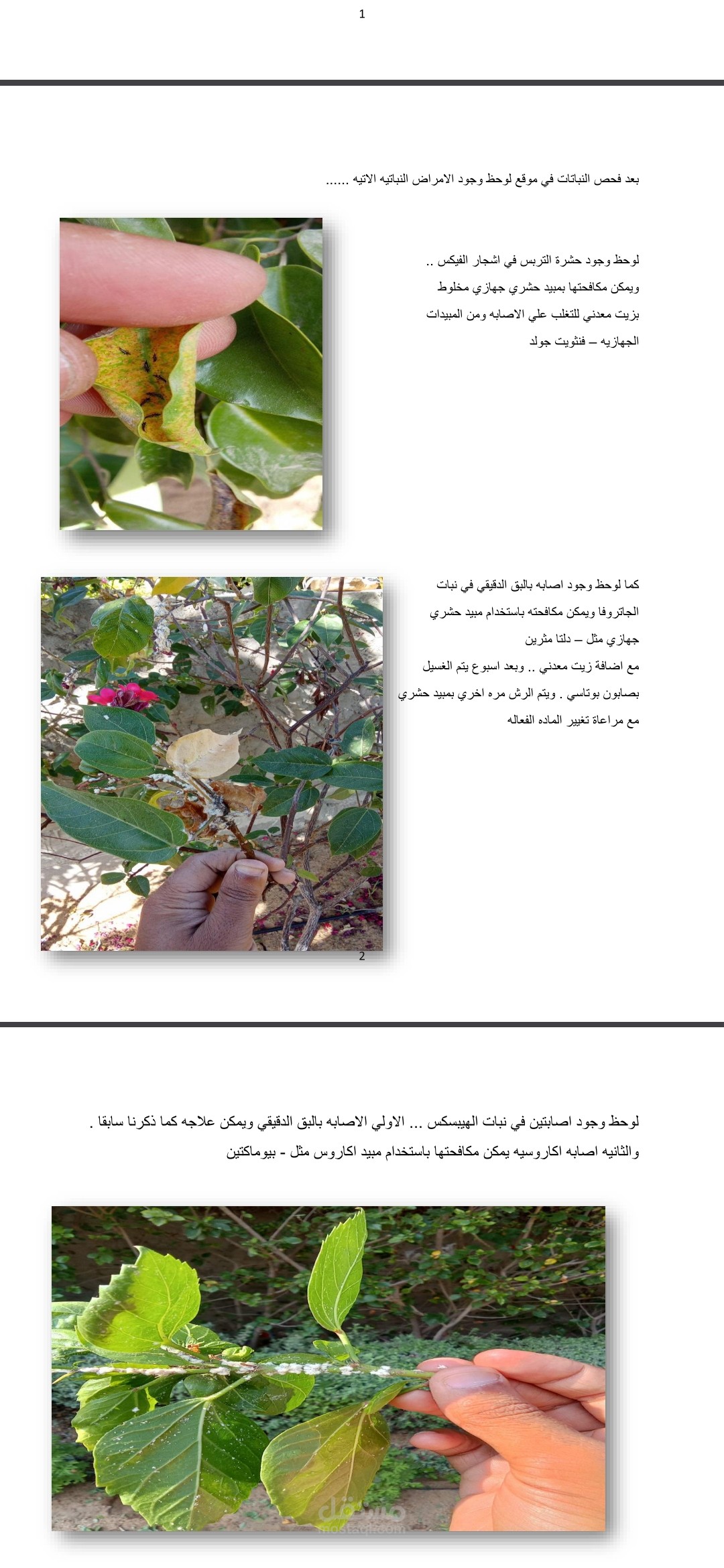 طُلب مني عمل تقرير في موقع BK1 في التجمع الخامس . وقمت بعمل التقرير وتسليم المشروع لصاحبه