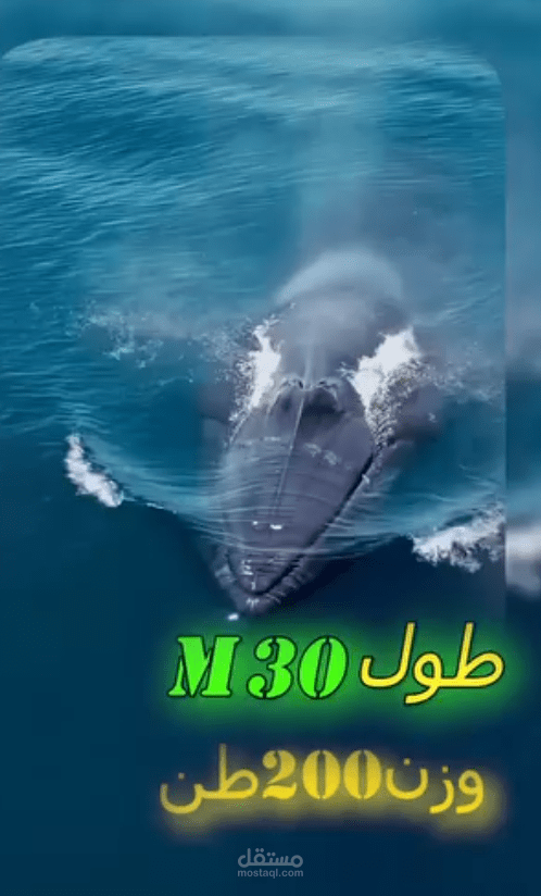 اكبر خمس حيونات علي وجة الارض