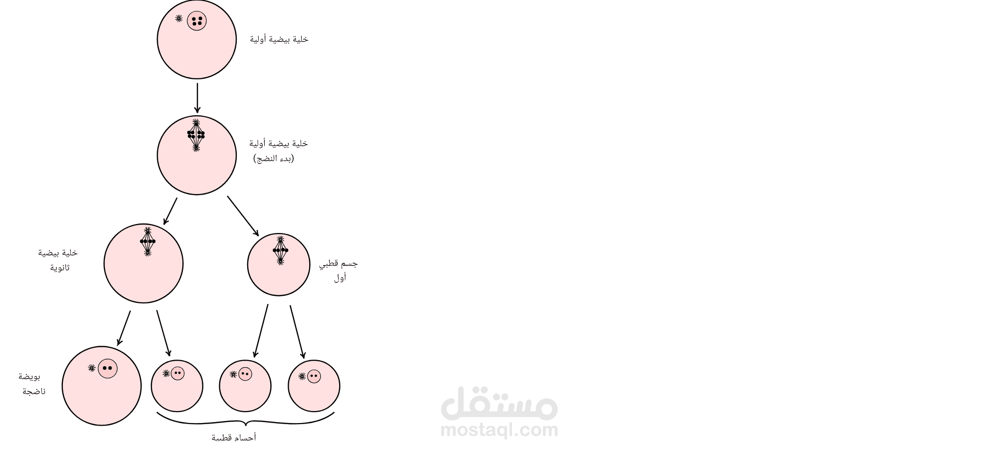 ترجمة صورة علي ويكيبيديا