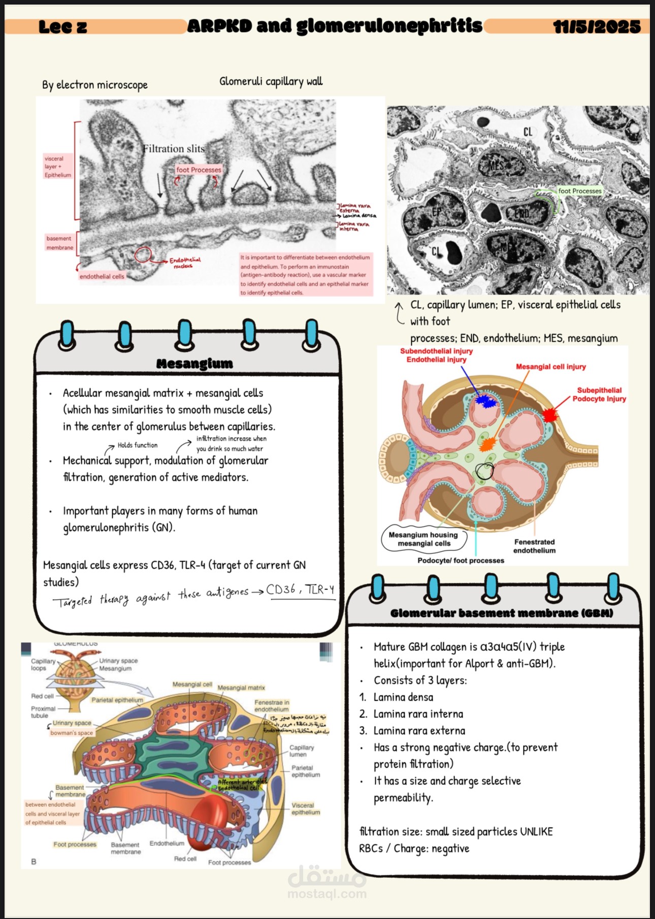PATHOLOGY ARRANGEMENT OF SLIDES OF 2 lectures
