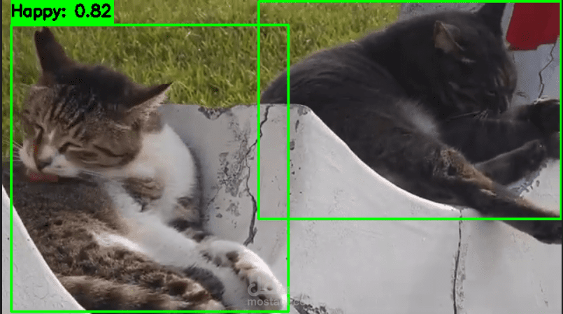 تصنيف مشاعر القطط باستخدام الرؤية الحاسوبية